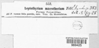 Leptothyrium macrothecium image